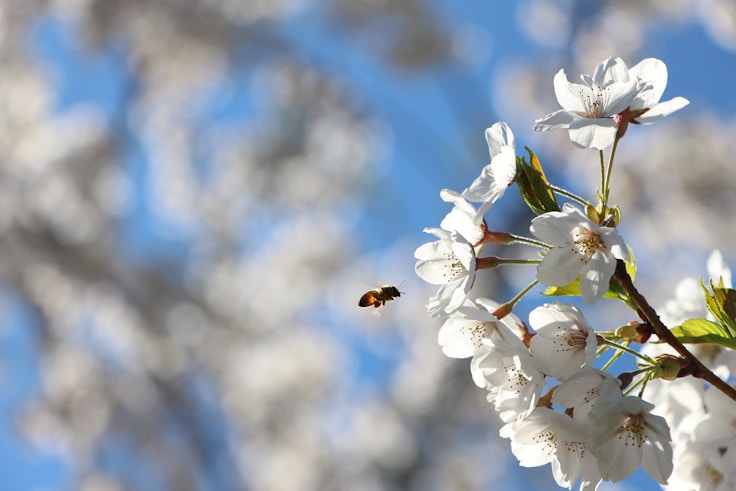 bee and cherry blossom