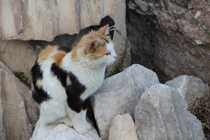 calico cat in athens acropolis