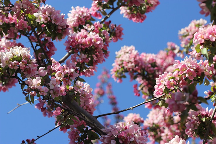 cherry apple blossoms toronto