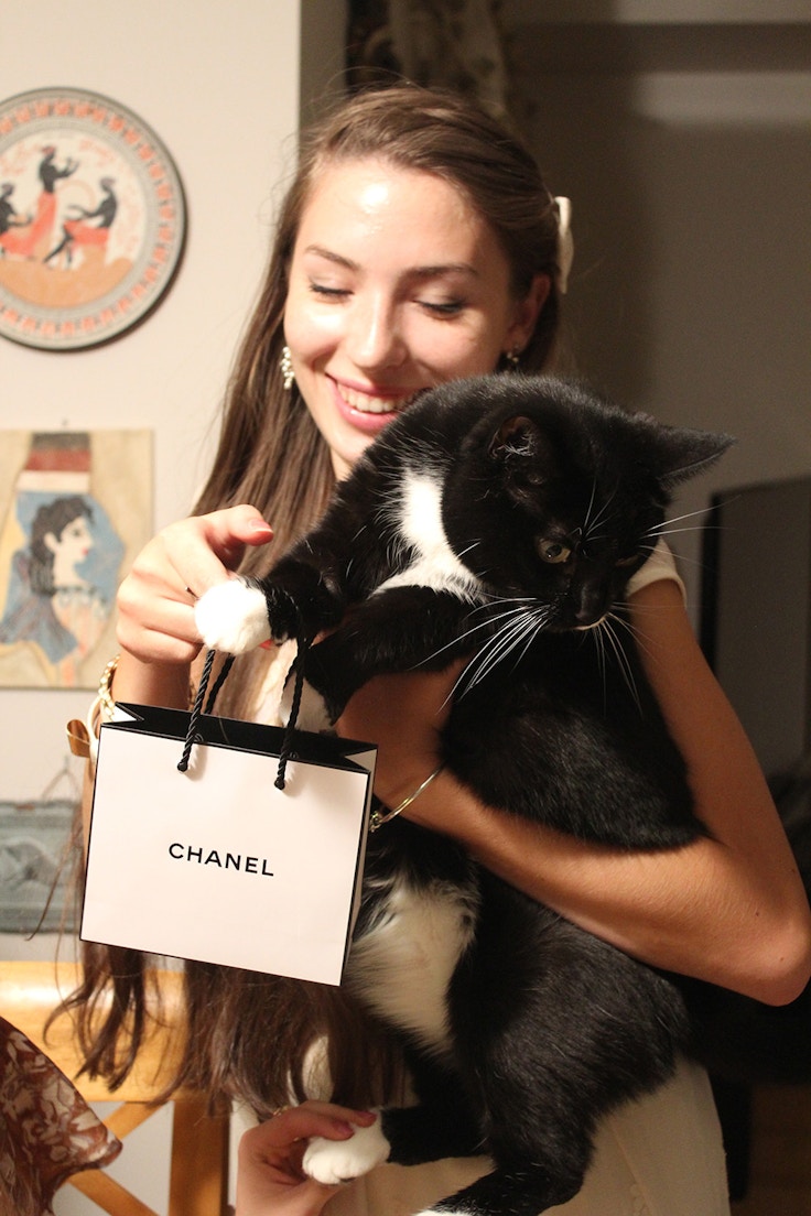 coco the cat and chanel