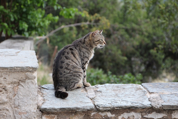 cute greek brown tabby stray cat