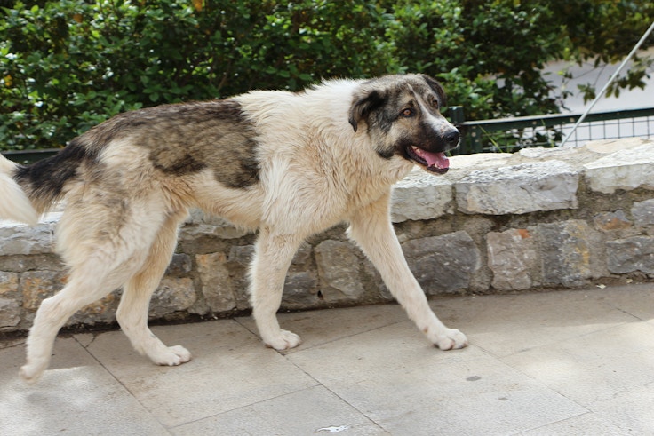delphi greece cute stray dog