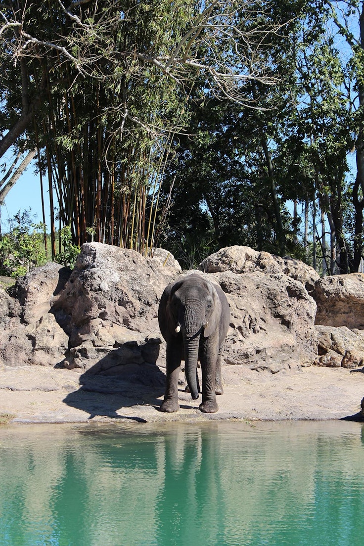 disneyworld animal kingdom elephant safari