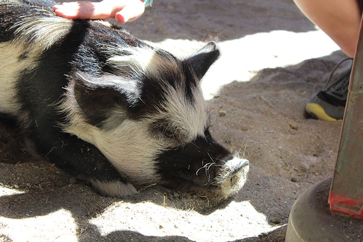 disneyworld animal kingdom petting zoo pig