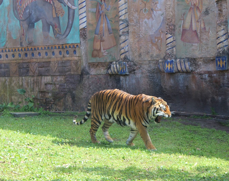 disneyworld animal kingdom tigers