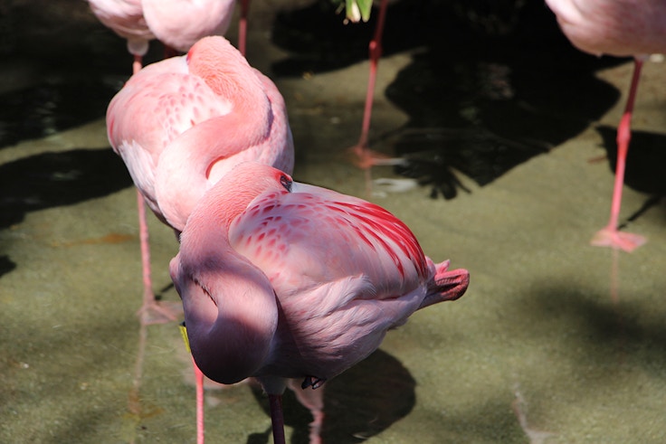 flamingos 2