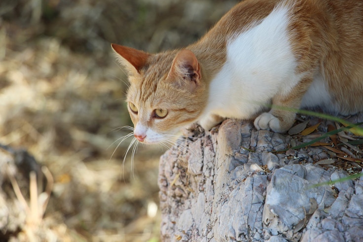 greek cat in ruins