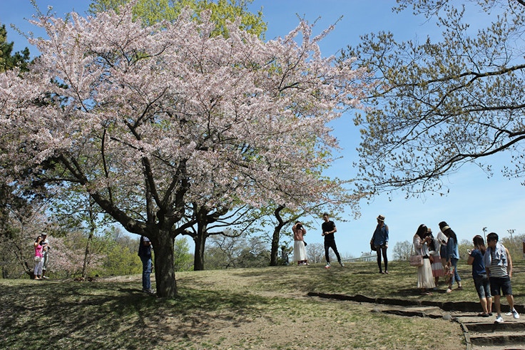 high park cherry blossoms toronto