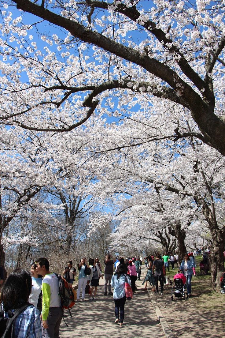 high park cherry blossoms
