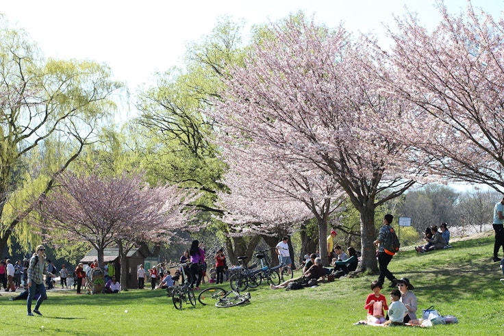 high park sakura blossoms