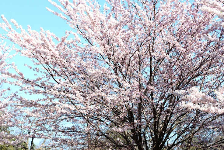 high park sakura cherry blossoms