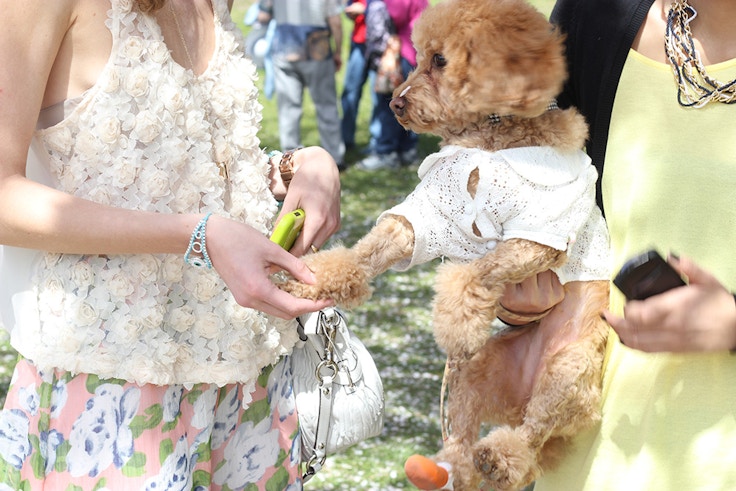 lace and apricot toy poodle in shirt
