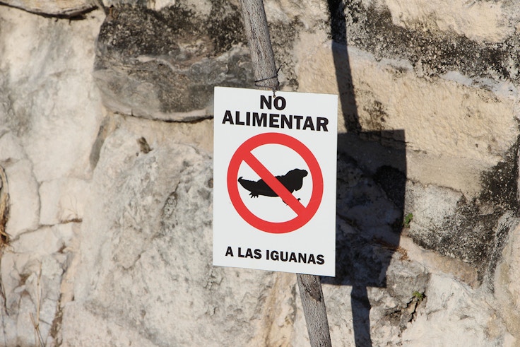 no alimentar a las iguanas