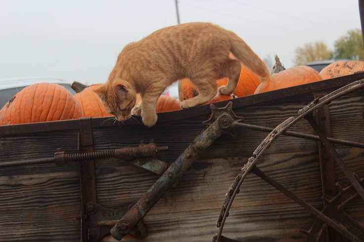 orange cat in pumpkin