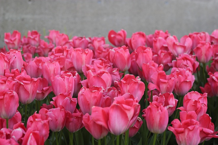 pink tulips in toronto
