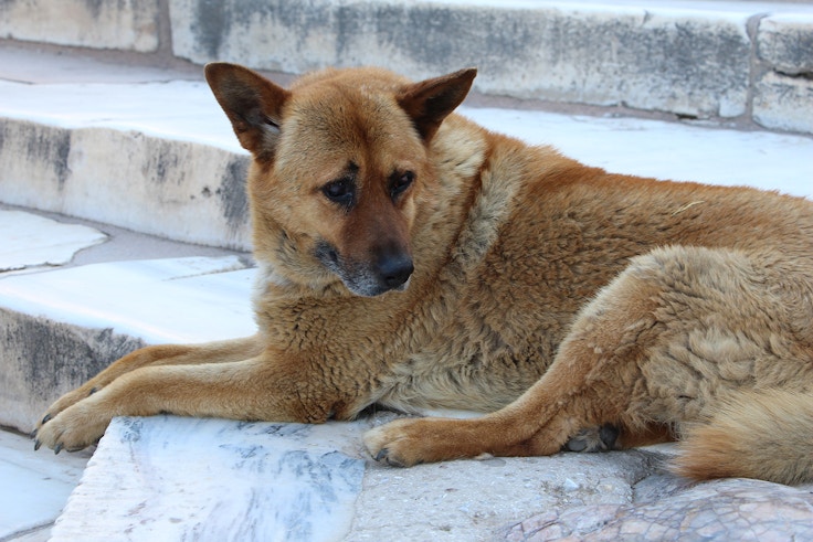 stray dog in athens acropolis