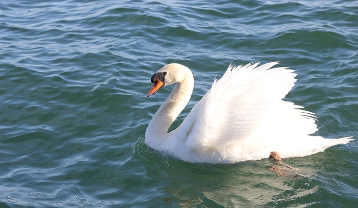 swan in toronto harbourfront