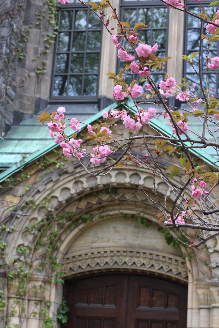 u of t cherry blossoms and ivy