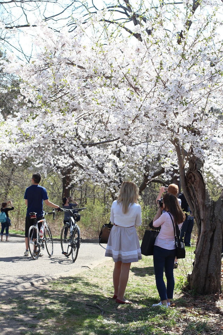 white sakura blossoms high park
