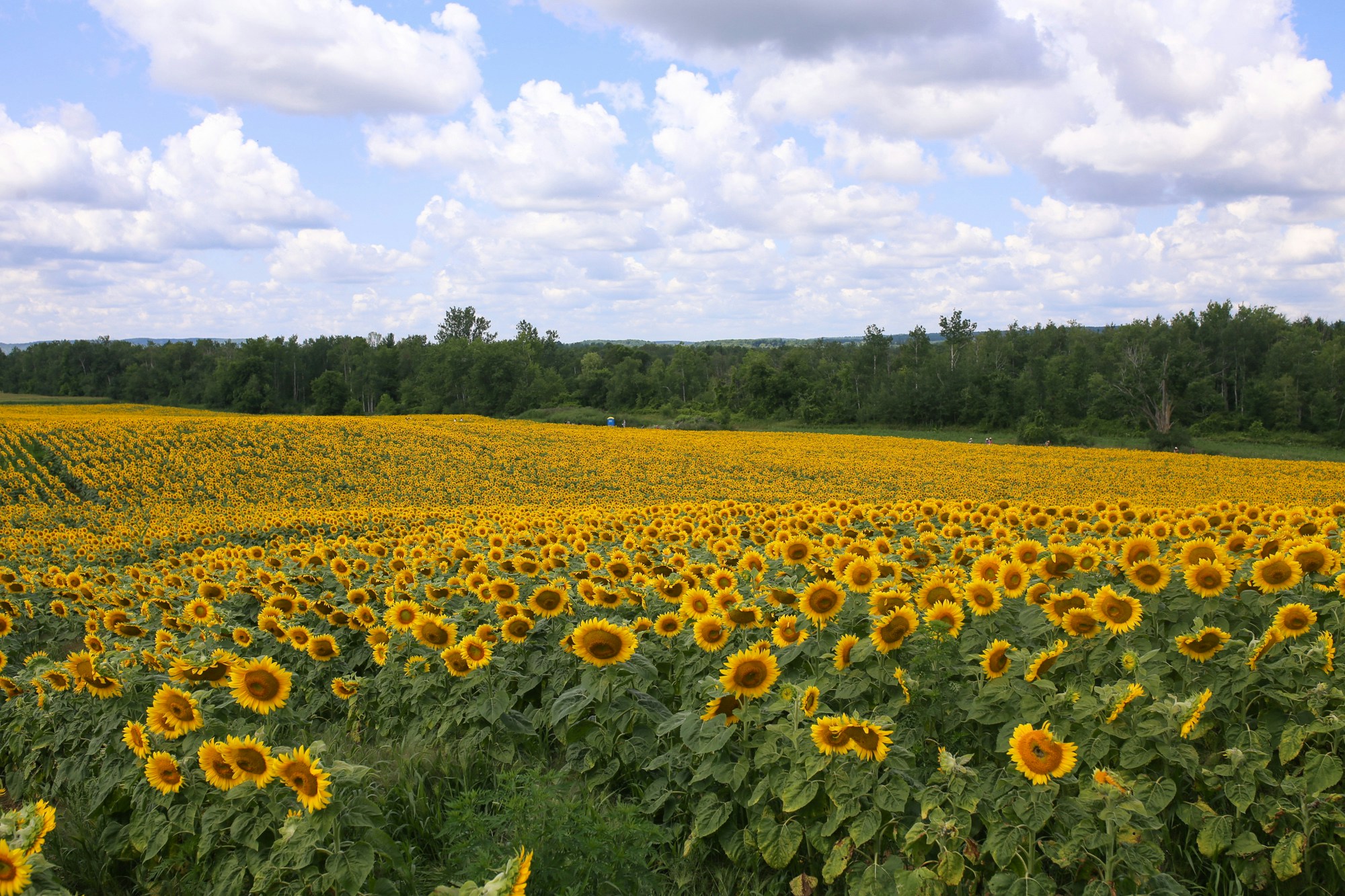 davis feed sunflower field caledon ontario