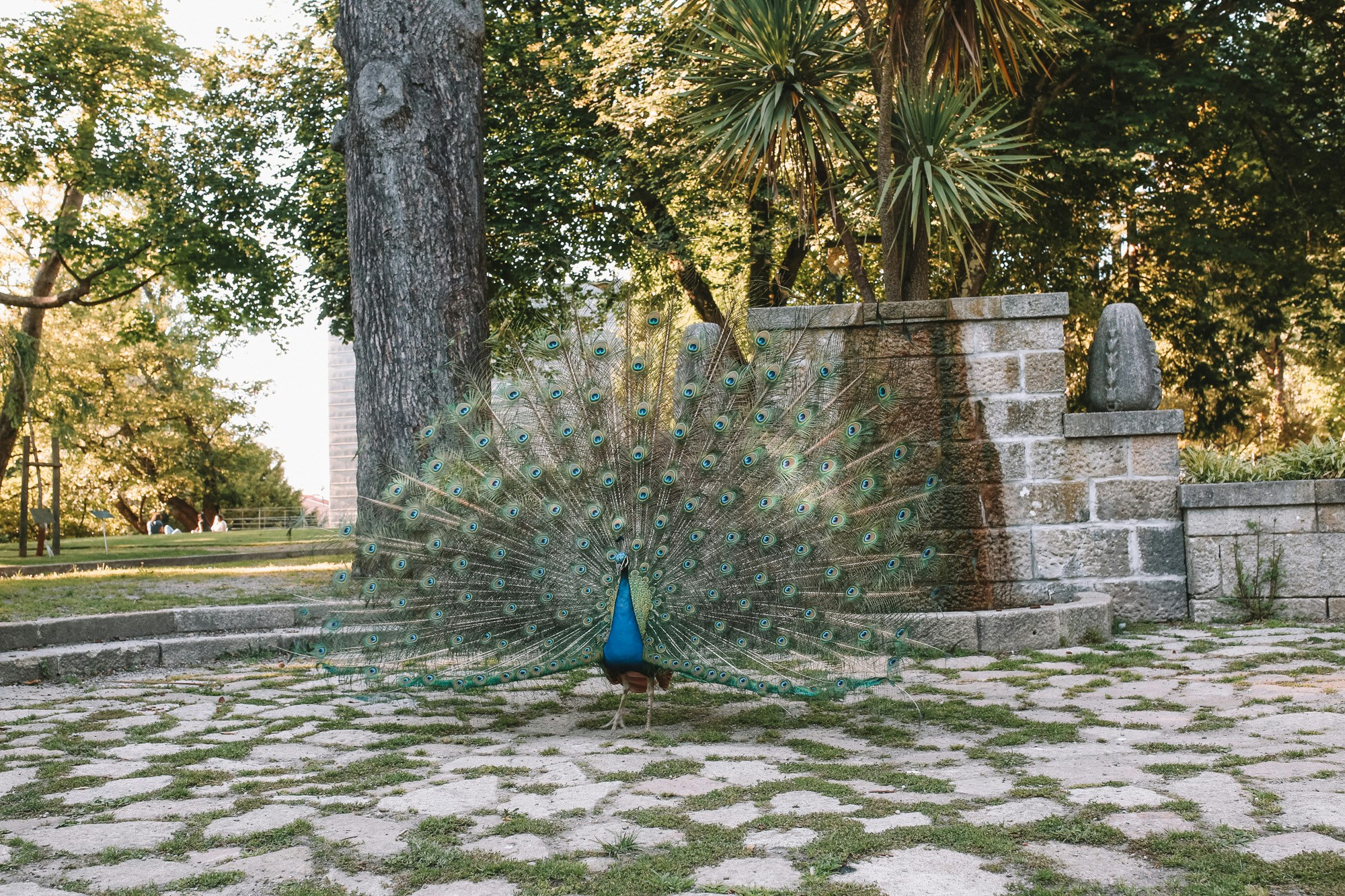 peacocks in porto gardens