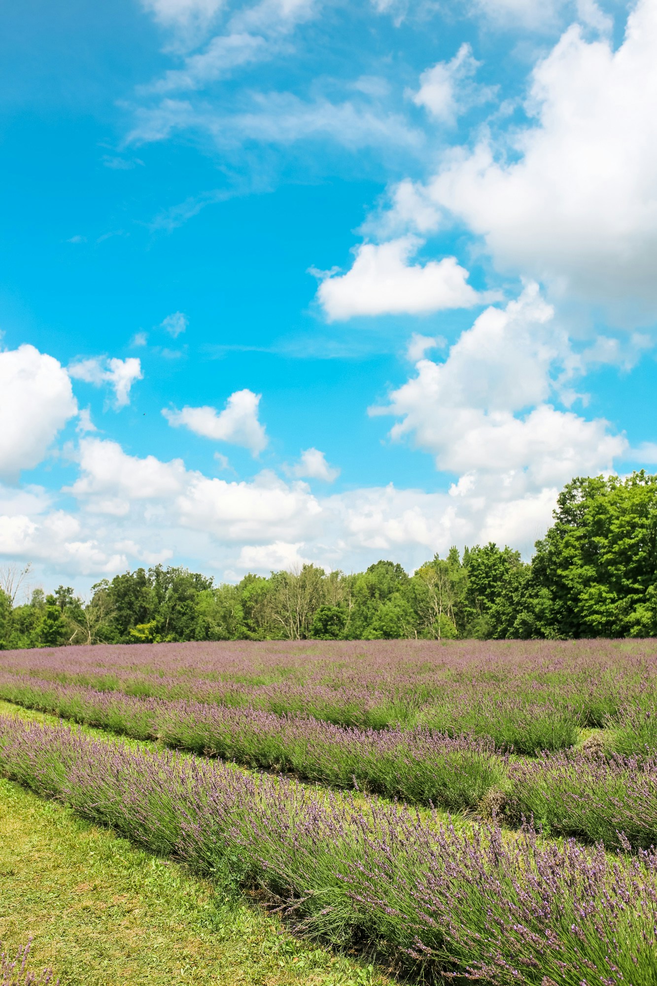 Terre Bleu lavender farm is a gorgeous lavender field located in Guelph, Ontario, a mere 1 hour drive from Toronto.