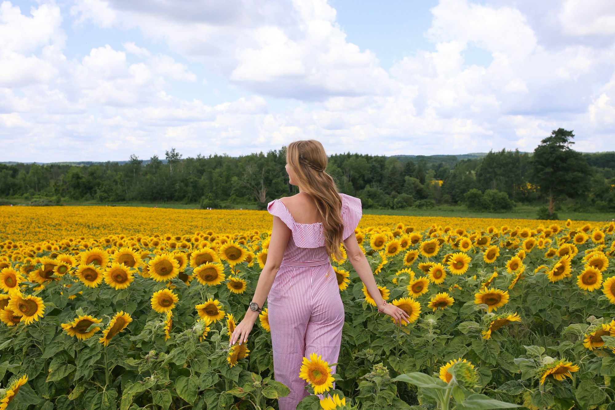 large sunflower fields in caledon ontario