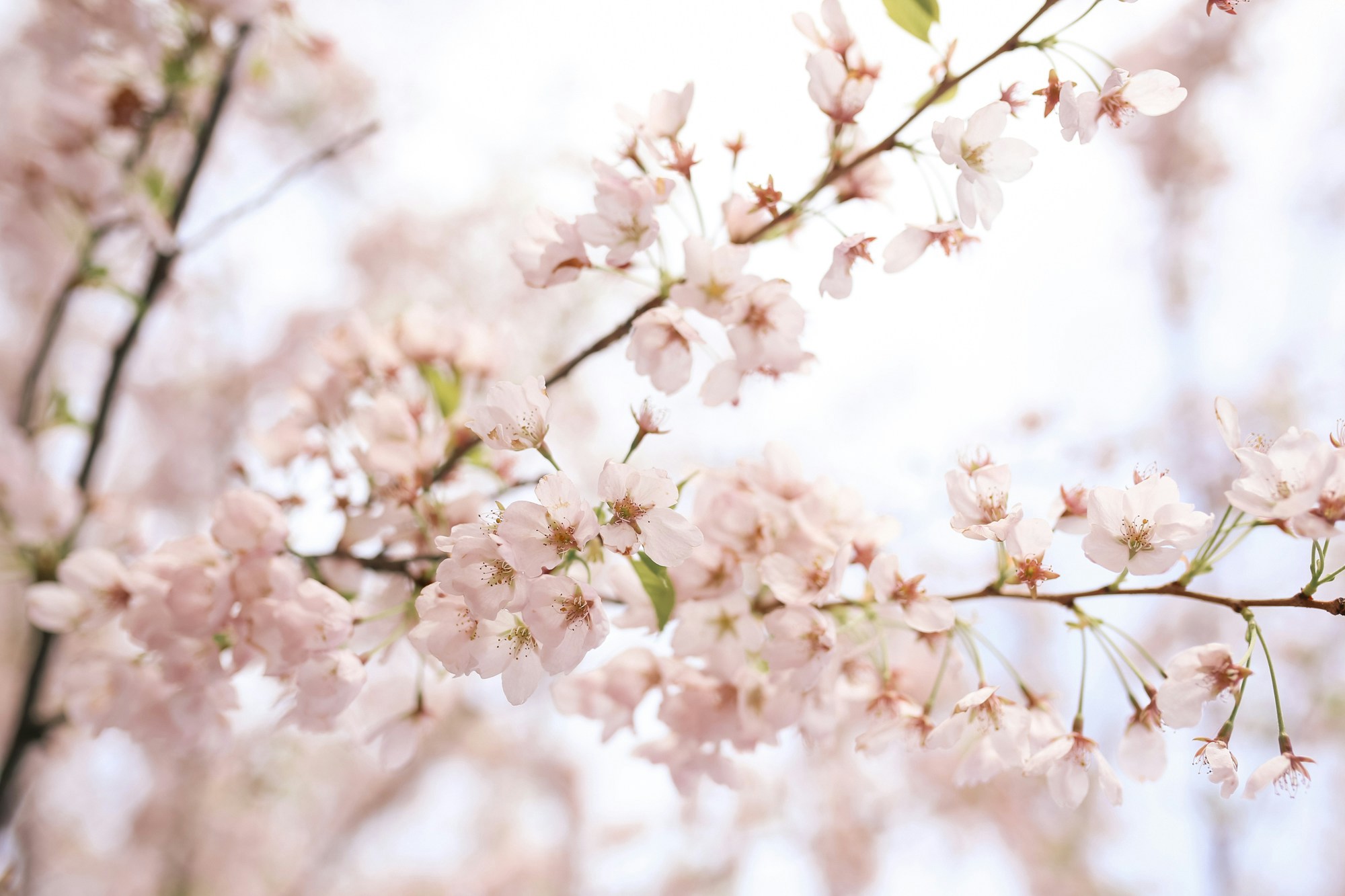 Close-up of sakura, aka Cherry Blossoms in Trinity Bellwoods Park Toronto