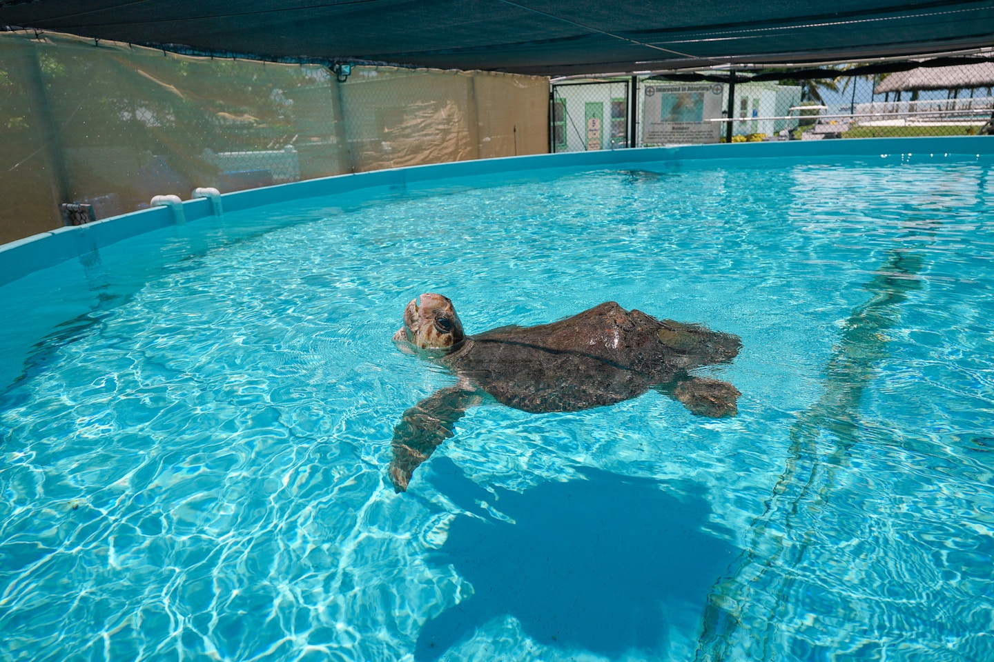 The Marathon Turtle Hospital is a great place to visit in Marathon in the Florida Keys to learn about rescue efforts and conservation. You also get to see cute turtles up close and personal!