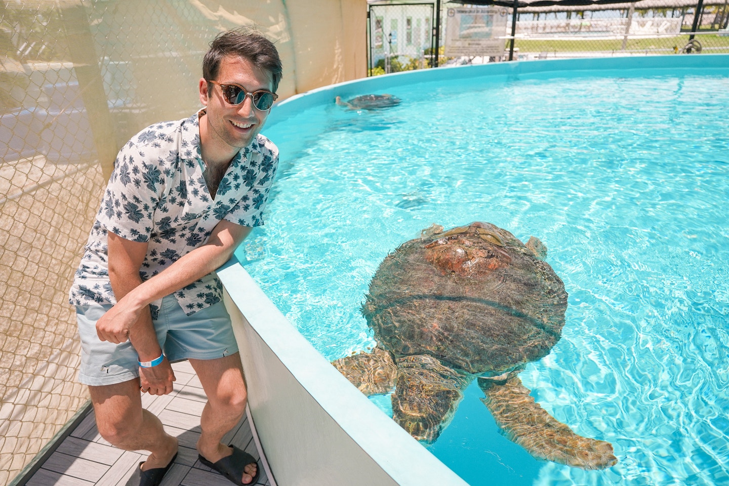 The Marathon Turtle Hospital is a fun thing to do in Marathon Florida - and the turtles are so cute!